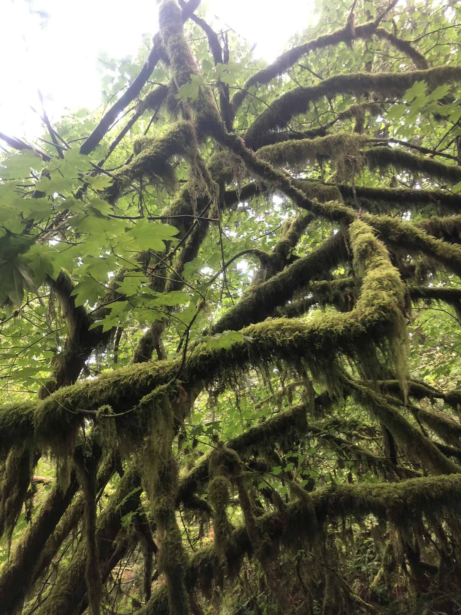 Moss-covered branches of an old-growth Pacific Northwest forest
